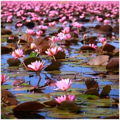 Produktbild von Wallario Premium Glasbild, freischwebende Optik, kräftige Farben, Größe 30 x 30 cm Motiv Seerosenlandschaft mit rosa Blüten