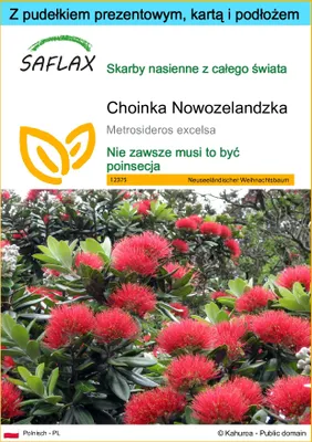 Zdjęcie produktu dla SAFLAX - Zestaw prezentowy - Choinka Nowozelandzka - 300 Nasiona - Z pudełkiem upominkowym, etykietą wysyłkową, kartą podarunkową i podłożem uprawowym - Metrosideros excelsa