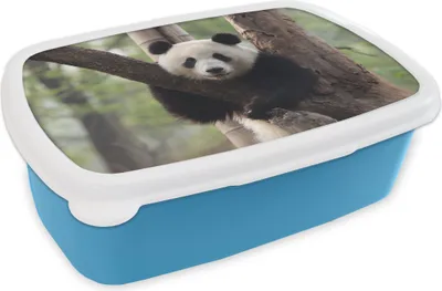 Obrázek produktu pro KitchenYeah® Lunchbox Box na oběd 17x11 cm Panda - strom - les dětský box na oběd - oběd - plastový - sendvičový box - box na oběd pro děti