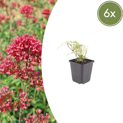 Image de Centranthus ruber 'Coccineus' | 6 pièces - 10-25cm - Ø9cm - Plante de jardin