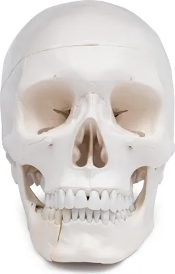 Produktbild von Schädel Anatomie Modell lebensgroß 4 teilig Dental mit Unterkieferklappe