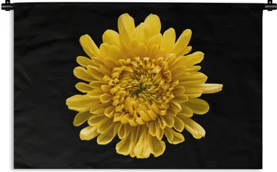 Produktbild von MuchoWow® Wandteppich Wandbehang Eine gelbe Chrysantheme auf schwarzem Hintergrund 90x60 cm Tapisserie Dekoration Wandtuch - Wandskulpturen - Bildteppich