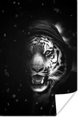 Produktbild von MuchoWow® Poster Tiger mit Kapuze im Schatten - schwarz und weiß 20x30 cm - Papierdruck