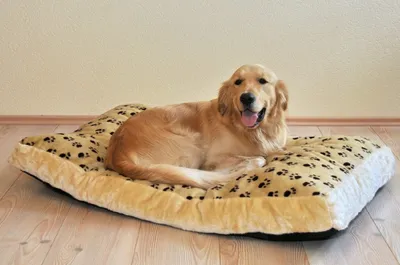 Produktbild von SILVIO DESIGN, Liegewiese Silvio beige, Pfote braun, für Hunde, Gr. M, ca. 42x75x8 cm