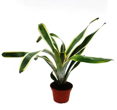 Produktbild von Ausgefallene XL-Bromelien "Nature's Touch" - Aechmea felice - Exotische Blattschönheit - 15cm Topf