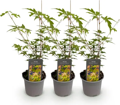 Produktbild von Acer palmatum Sangokaku 3 Pflanzen 12cm Höhe 35cm Laubabwerfender Japanischer