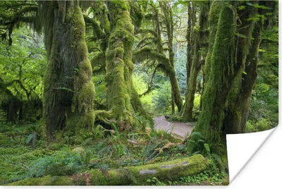 Produktbild von MuchoWow® Poster Verholzte Baumstämme in einem Washingtoner Regenwald 90x60 cm - Schlafzimmer