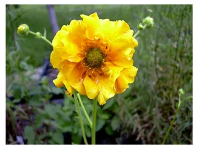 Produktbild von Goldgelbe Nelkenwurz Geum chiloense 'Goldball' 50 Samen
