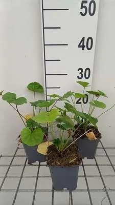Immagine prodotto di 6 x Malva sylvestris - Malva - vaso 9 x 9 cm