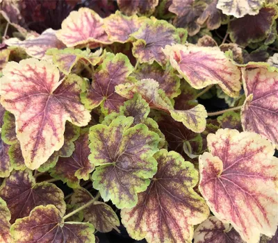 Produktbild von Heuchera / Heucherella "Solar Eclipse" - Purpurglöckchen "Solar Eclipse" - im Topf 12 cm - 12 cm