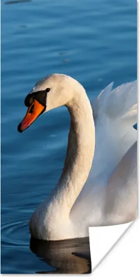 Produktbild von MuchoWow® Poster Schwan - Wasser - Vogel - Weiß 20x40 cm - Plakat - Foto