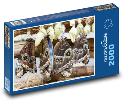 Produktbild von martinpuzzle - Puzzle 2000 Teile - Schmetterlinge - Insekten, Garten