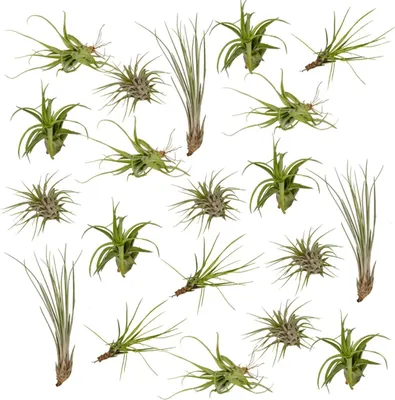 Obrázok produktu pre Tillandsia Air Mix – 20 kusov vzdušných rastlín, priemer 6 cm, výška 6 cm, nenáročné na údržbu, keramický kvetináč