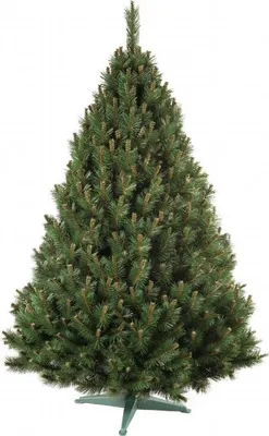Zdjęcie produktu dla Nohel Garden NG91412 sztuczna choinka BOROVICE + stojak Wysokość: 220 cm