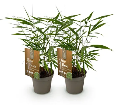 Produktbild von Green boutiQ - Gräser - Fargesia Asian Wonder - Bambus - Nicht Ausbreitend - Grün - 2 Pflanzen - Topf 14 cm - Höhe 35 cm