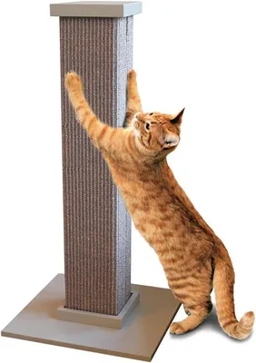 Produktbild von Stabiler Katzenkratzbaum Grau 72 cm