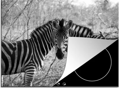 Produktbild von KitchenYeah© Herdabdeckplatte Zwei Zebras , 71x52cm, Küche Deko, Glaskeramikkochfeld Herdabdeckung, Abdeckplatte fùr Kochfeld