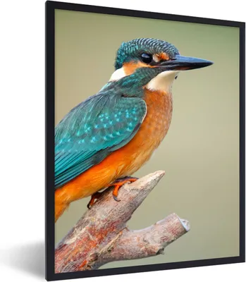 Produktbild von MuchoWow® Gerahmtes Poster Vogel - Eisvogel - Zweig 60x80 cm - Poster mit Schwarzem Bilderrahmen Wandposter Rahmen Foto Bilder - Premium - Wanddeko Wohnzimmer