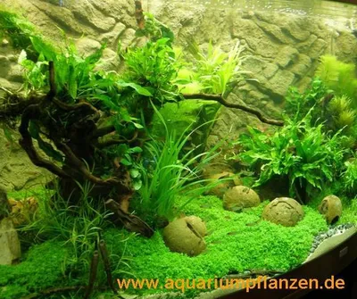 Produktbild von Set für 400 l Aquarium Pflanzen, Kies, Deko (XXVI)