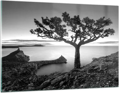 Produktbild von Bilder auf glas - Einteilig - Baum Schwarzweiß Ansicht - 120x80cm - Glasbilder - Wandbilder - Bilder - zum Aufhängen bereit - Wanddekoration aus Glas - Glas Bilder - Wandbild auf Glas - GAA120x80-4297