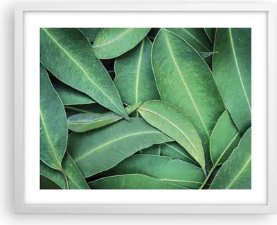 Produktbild von Gerahmtes Poster - Weißer Rahmen - Blätter Eukalyptus Natur - 50x40 cm - Wand Bild - Wanddeko - Wandbilder - Kunstposter - Wandposter - Bilderrahmen - Bilder - Kunstdruck - P2WAA50x40-4933