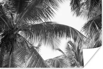 Produktbild von MuchoWow® Poster Palmwedel - Vintage - Natur 120x80 cm - Bilder