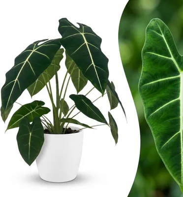 Produktbild von Alocasia Frydek Pfeilblatt 60cm 19cm Zimmerpflanze mit weißem Übertopf pflegeleicht grüne Blattpflanze mit weißen Blattadern für Wohnzimmer Büro