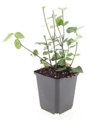 Produktbild von Bodendecker - Purpur-Kriechspindel - Euonymus fortunei 'Coloratus' - 9cm Topf - Set mit 6 Pflanzen