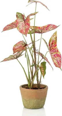 Produktbild von artplants.de Künstliche Purpurtute YOMREL im Terracottatopf, rot-grün, 60cm - Kunst Syngonium