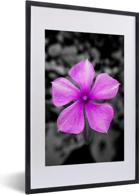 Produktbild von MuchoWow® MuchoWow® Gerahmtes Poster Blumen - Schwarz - Weiß - Lila 40x60 cm - Poster mit zchwarzem Bilderrahmen - Poster in Rahmen
