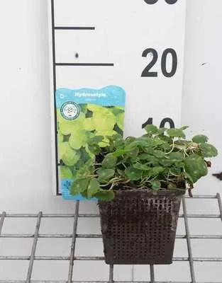 Zdjęcie produktu dla 6 x Hydrocotyle vulgaris - wąkrotka zwyczajna - doniczka 11 x 11 cm