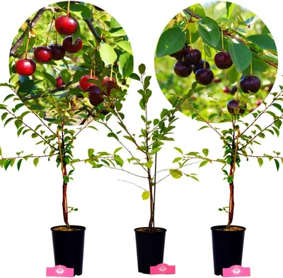 Three potted cherry trees with cherries on branches, presented against a white background.