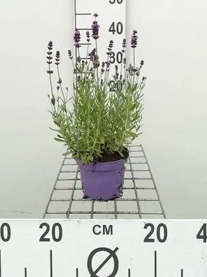 Obrázok produktu pre Lavandula ang. 'Munstead' - Levanduľa - Kontajner 1,5 l