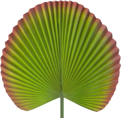 Obrázek produktu pro Délka okvětního lístku 32: 55 cm Délka listu: 22 cm zelená