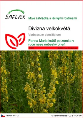 Obrázek produktu pro SAFLAX - Divizna velkokvětá - Verbascum densiflorum - 500 Semena