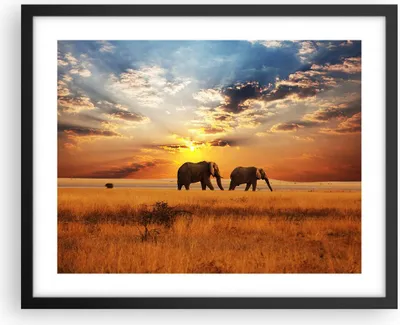 Produktbild von Gerahmtes Poster - Schwarzer Rahmen - Elefanten Safari Dschungel Busch - 50x40 cm - Wand Bild - Wanddeko - Wandbilder - Wandposter - Bilderrahmen - Bilder - Kunstdruck - Wandbild - P2BAA50x40-3150