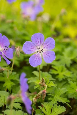 Produktbild von Geranium himalayense 'Baby Blue', Storchschnabel, hellblau, ca. 9x9 cm Topf