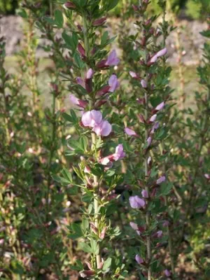 Produktbild von Purpur Ginster - Cytisus purpureus - 40-60cm
