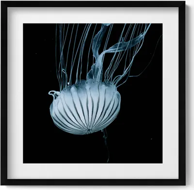 Produktbild von Quallen auf schwarzem Hintergrund– Wandbild mit Rahmen – Gerahmtes Bild  – Wanddekoration – 50x50 cm –  Schwarz Rahmen