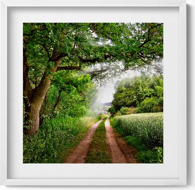 Produktbild von Weg, Bäume und Sonnenschein– Wandbild mit Rahmen – Gerahmtes Bild  – Wanddekoration – 50x50 cm –  Weiß Rahmen