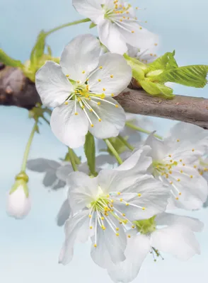 Produktbild von Sanders & Sanders Fototapete Kirschblüten Weiß, Grün und Blau 184 x 248 cm