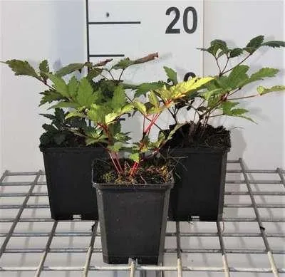 Produktbild von 6 x  Astilbe (j) 'Vesuvius' - Prachtspiere - Topf 9 x 9 cm