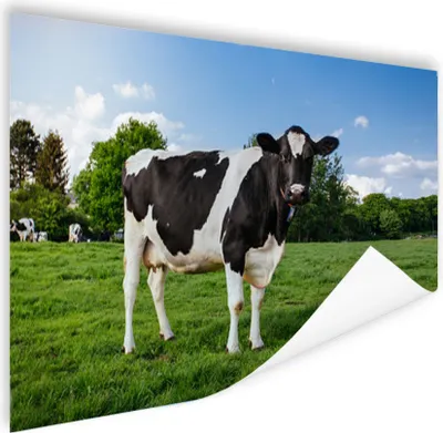 Produktbild von MuchoWow® Poster Kuh - Schwarz - Weiß - Niederlande 180x120 cm - Fotoplakat