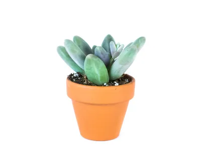 Obrázok produktu pre Gardners Pachyphytum, priemer 6 cm