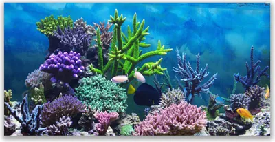 Produktbild von Glasbilder 120x60 Wandbild Druck auf Glas Korallenriff Natur