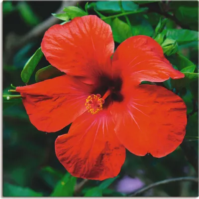 Produktbild von ARTland Leinwandbild Hawaiiblume Größe: 40x40 cm