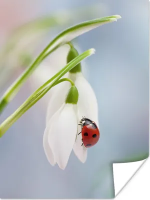 Produktbild von MuchoWow® Poster Marienkäfer auf einem Schneeglöckchen 120x160 cm - Wandbilder