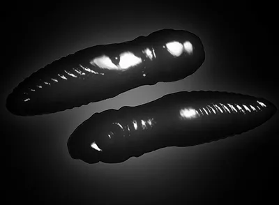 Produktbild von Trout Baits Jara Lury 35 Cheese 715