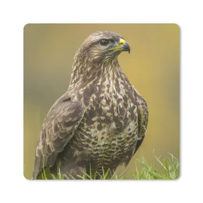 Produktbild von MuchoWow® Mauspad Mousepad Ein Bussard sitzt auf dem Feld 30x30 cm - Mousepads - Maus Mat - Pad - Mausunterlage - Gaming