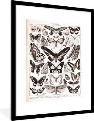 Produktbild von MuchoWow® Gerahmtes Poster Schmetterling - Tiere - Schwarz - Weiß 60x80 cm - Poster mit Schwarzem Bilderrahmen Wandposter Rahmen Foto Bilder - Wohnzimmer - Dekorationen - Prämie